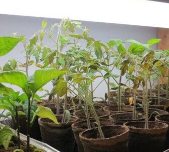 Start Your Garden Indoors: Seed-Starting Timing, Varieties and Equipment Image